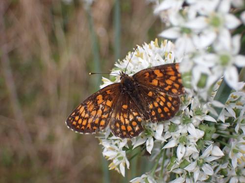 Réf. 348 551 : Melitaea sp.